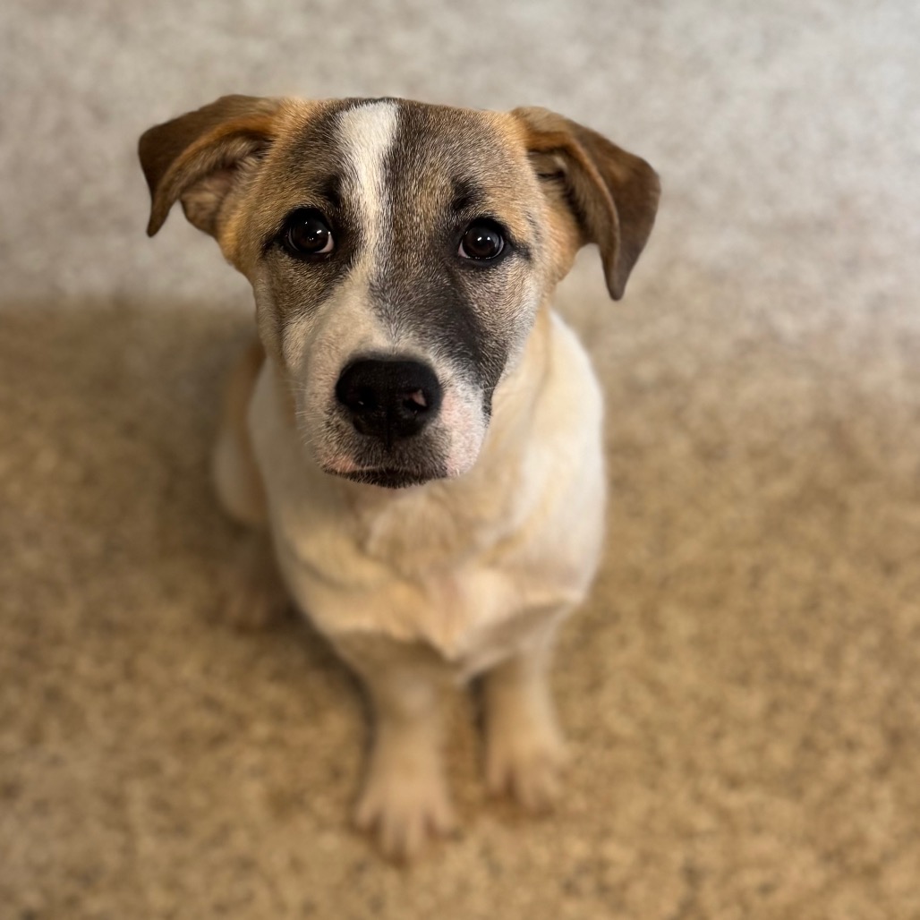 Creole — thumbnail 3