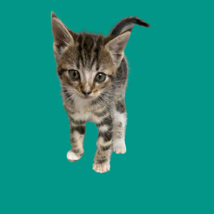 Tusc Stray 82120