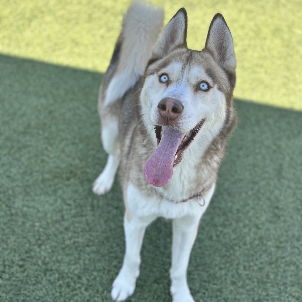 TITAN - Husky / Siberian for adoption in Henderson