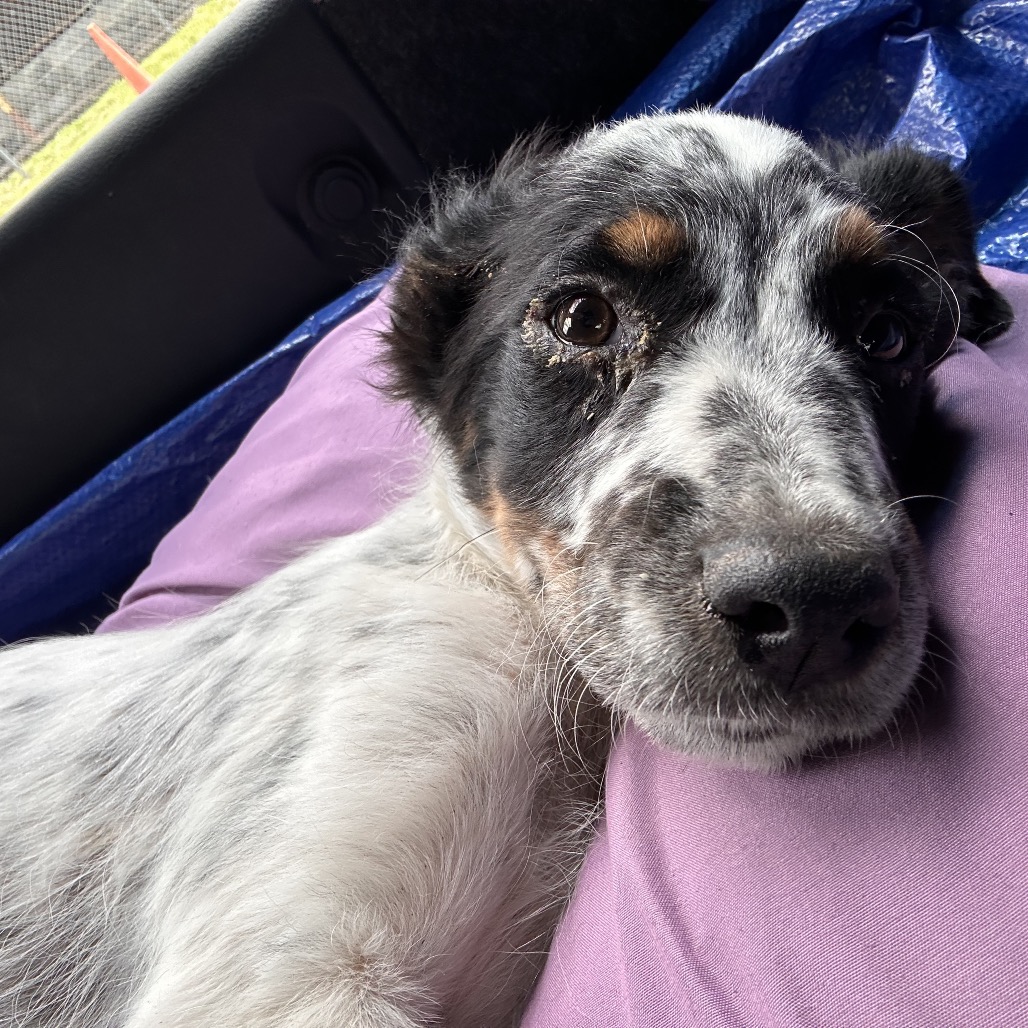 APOLLO - American Blue Heeler available for adoption