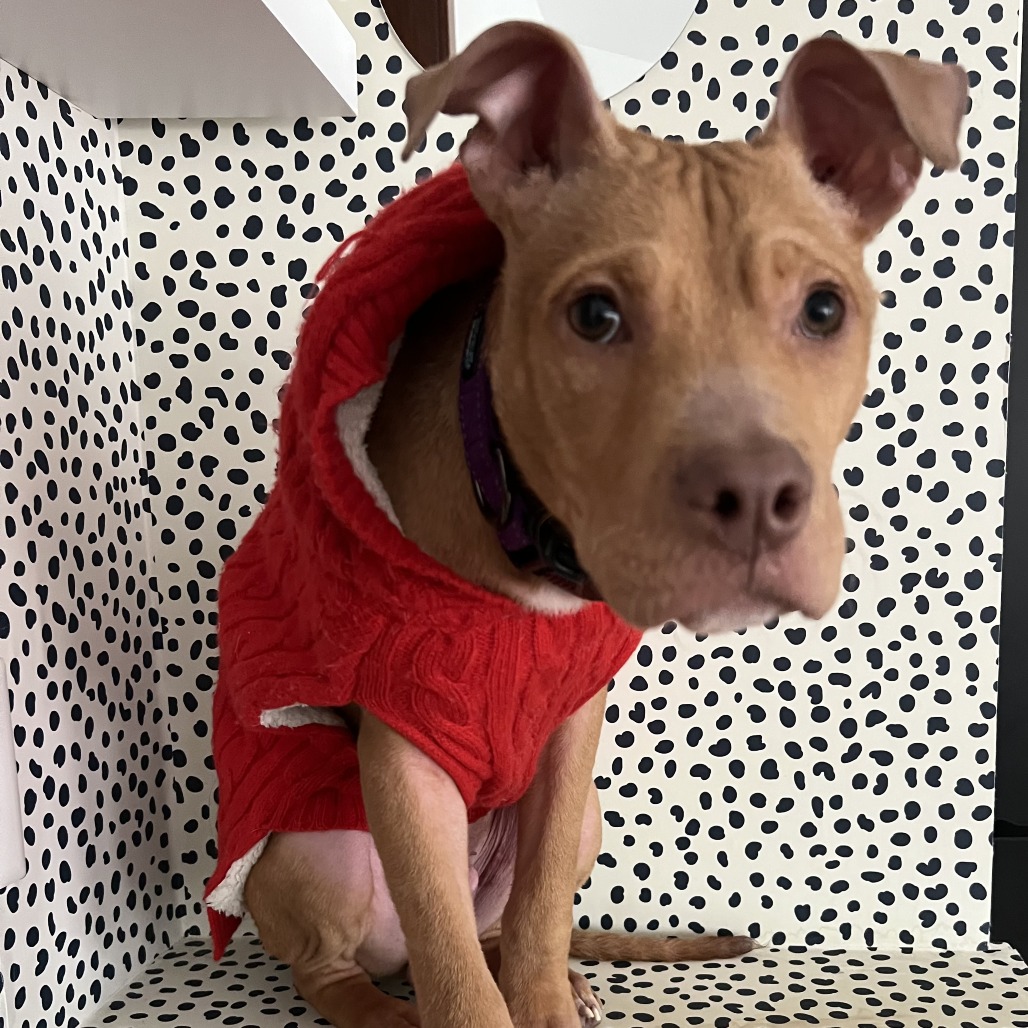 Chipkoo — thumbnail 4