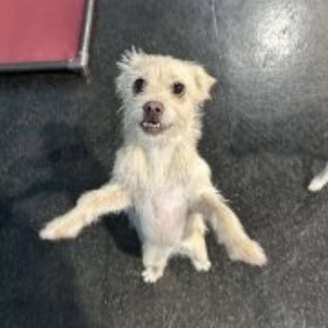 Maizy, photo 18