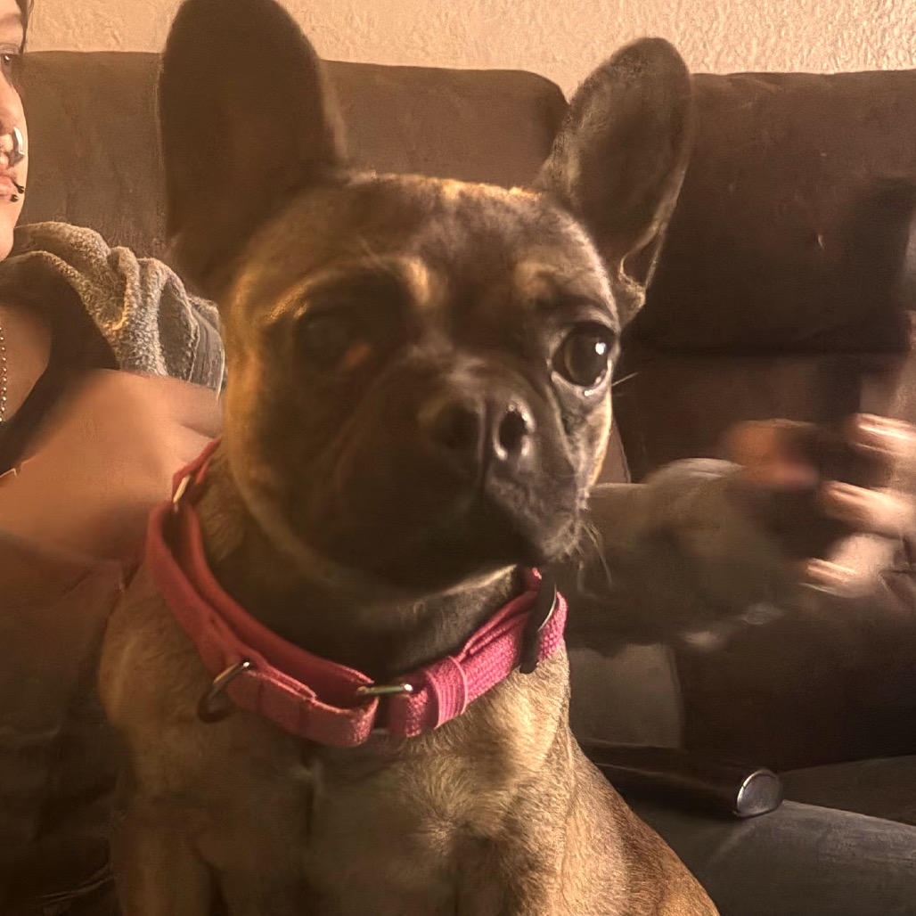 SHELBY - Bulldog, French / Pug available for adoption