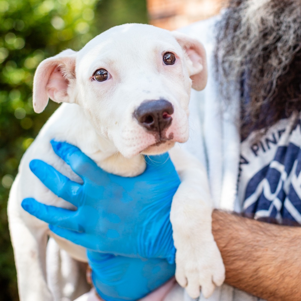 DIVINITY - Bulldog, American / Mix available for adoption