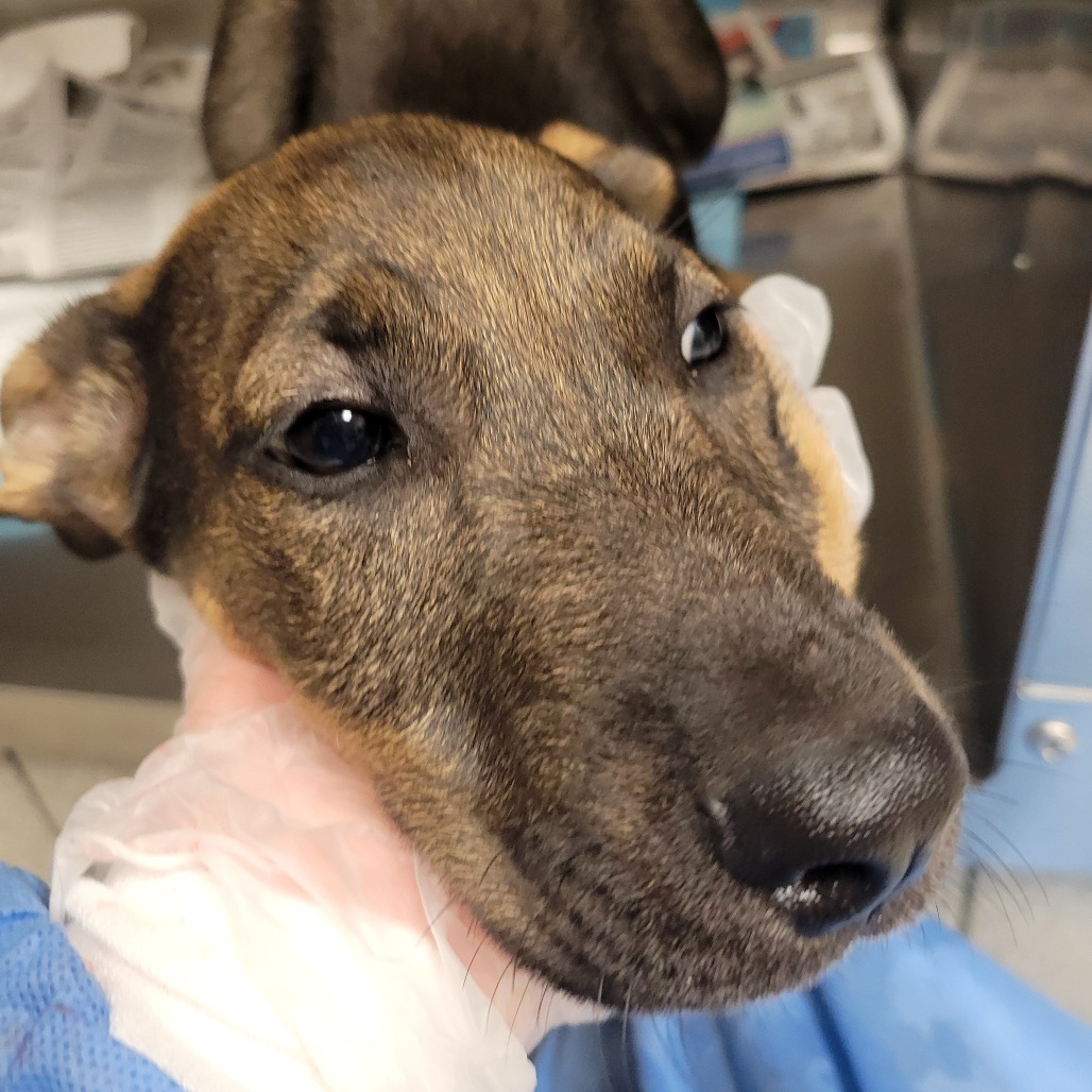 Asher — thumbnail 2