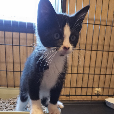 Dottie, available for adoption