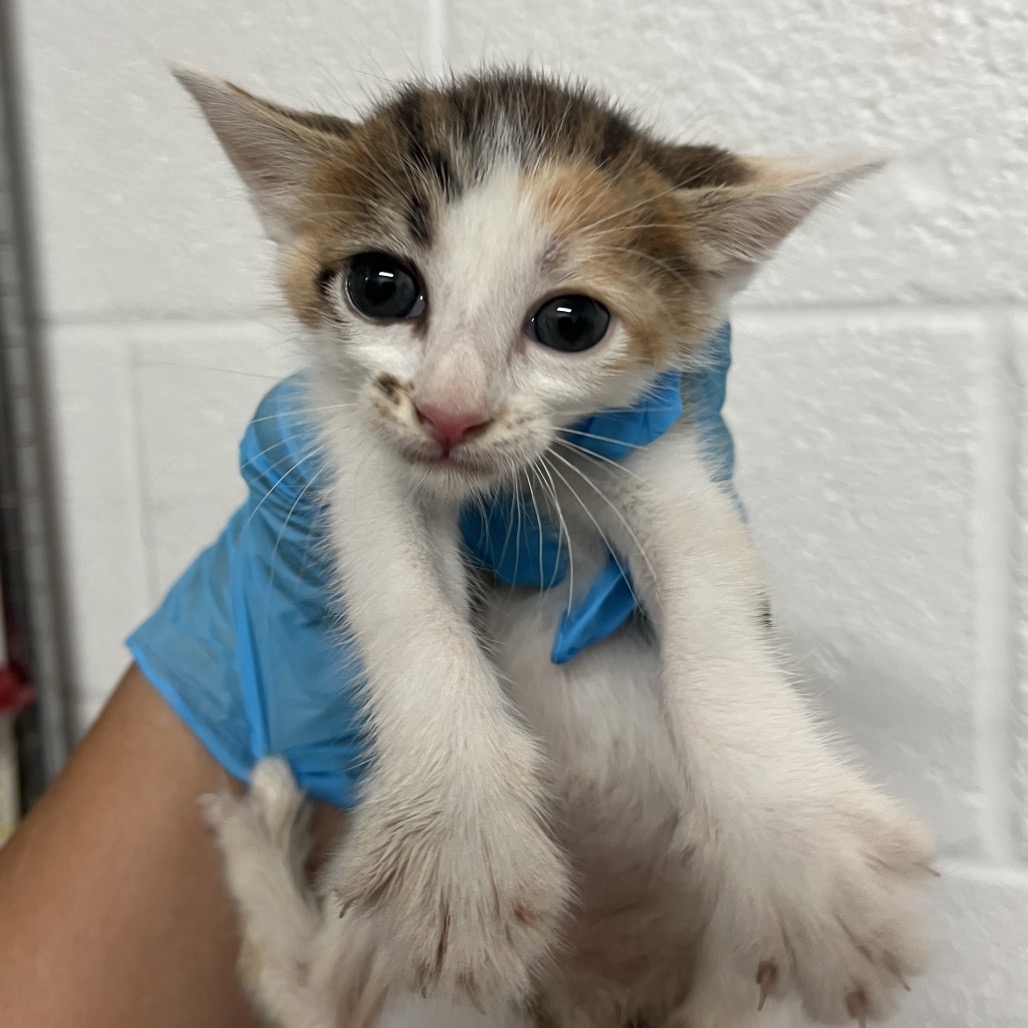 ASTRID A4 - Domestic Shorthair available for adoption