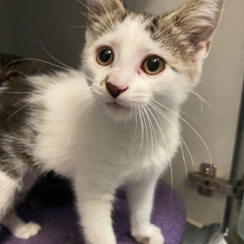 COMET - Domestic Shorthair available for adoption
