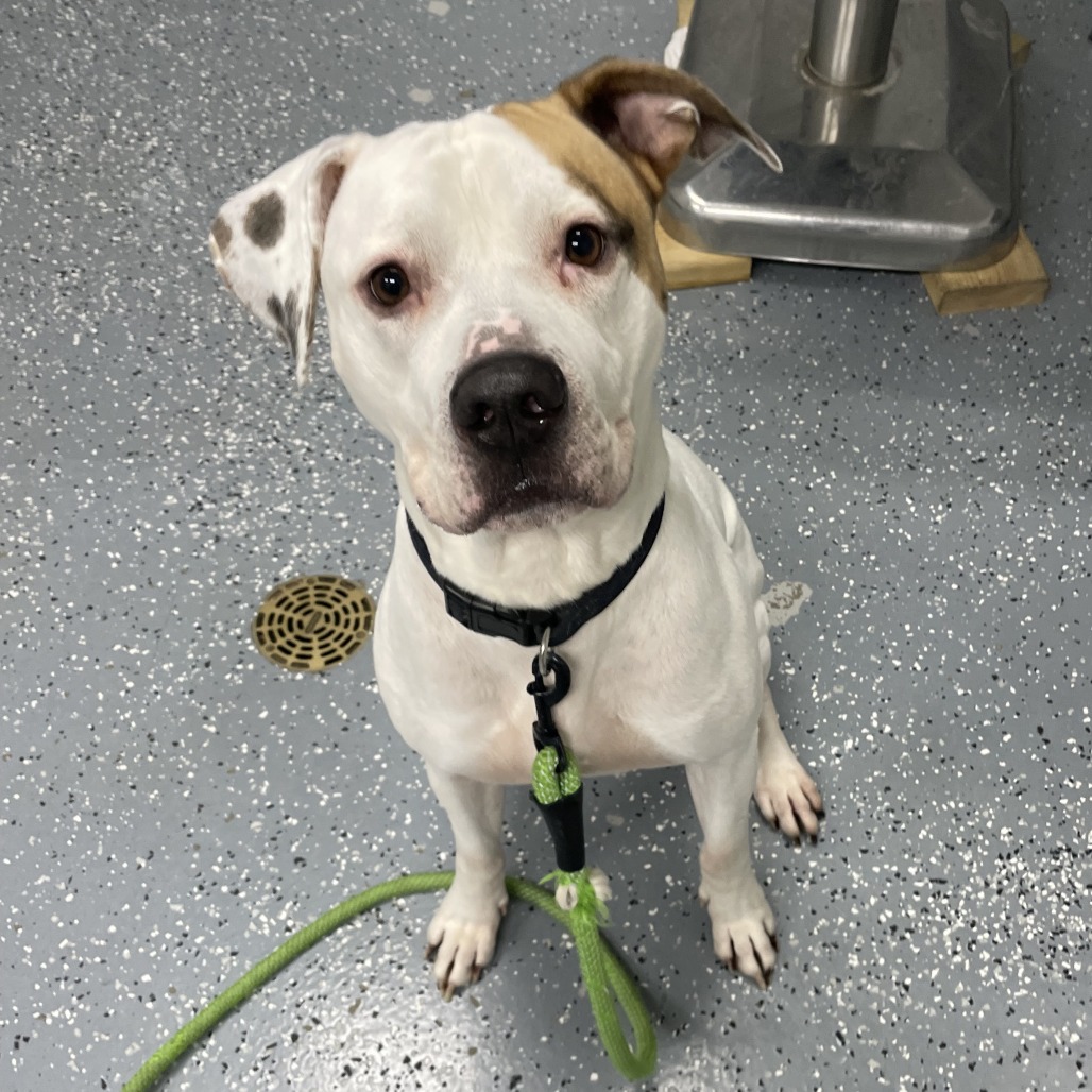 Jasper — thumbnail 5