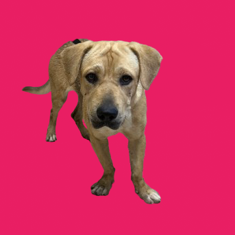 Tusc Stray 82234
