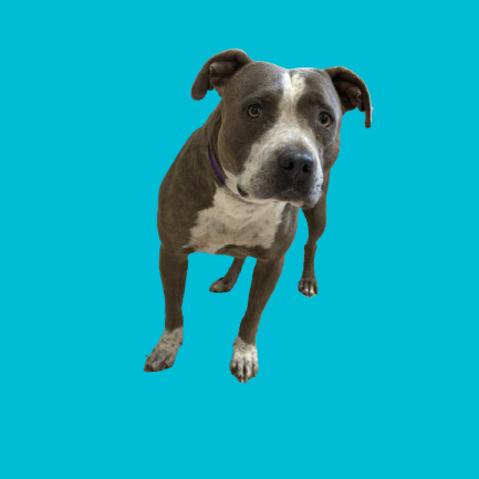 Tusc Stray 82088