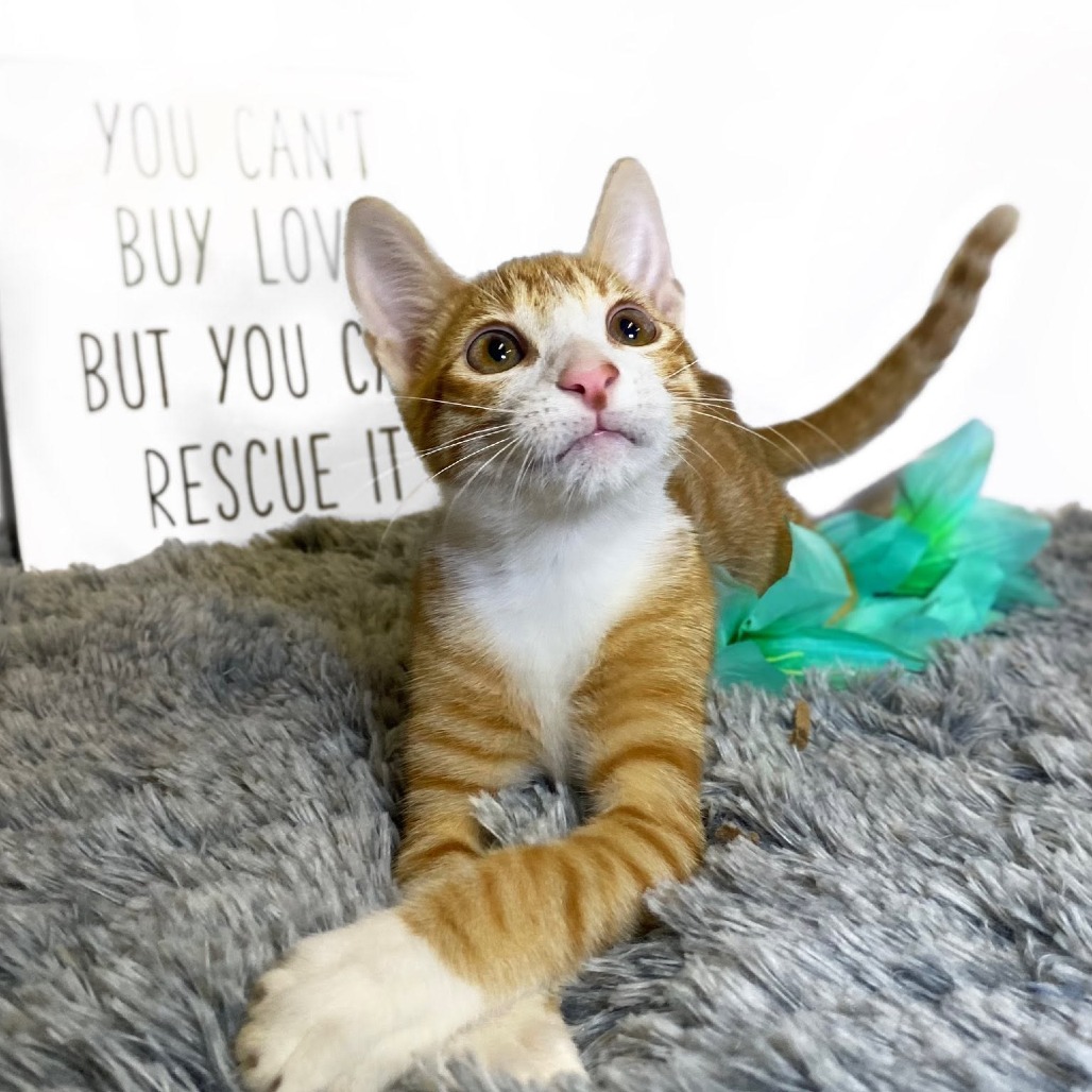 Photo of MANGO (bonded w/Kelly)