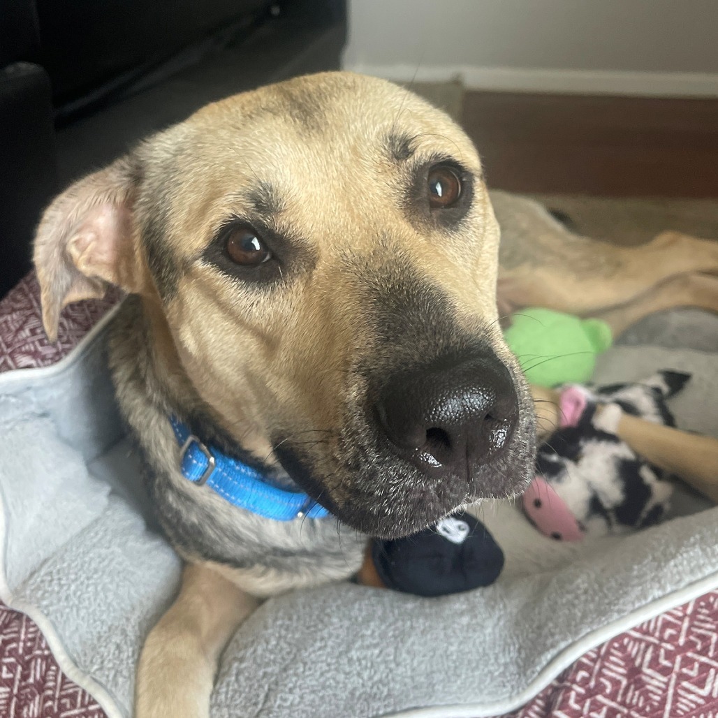PAN DULCE - Shepherd, German / Mixed Breed (Large) available for adoption