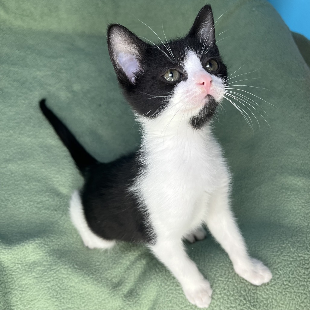SMUDGE - Domestic Shorthair available for adoption