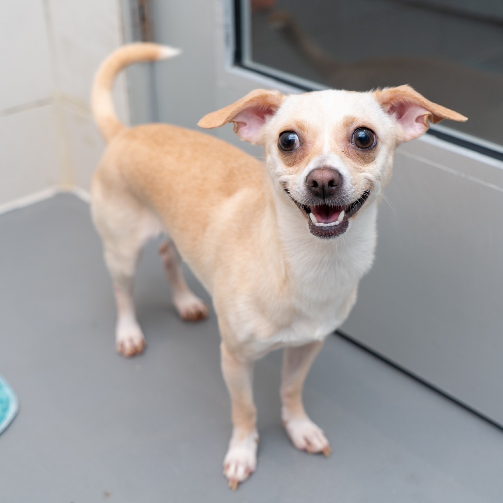 Kylie, Chihuahua