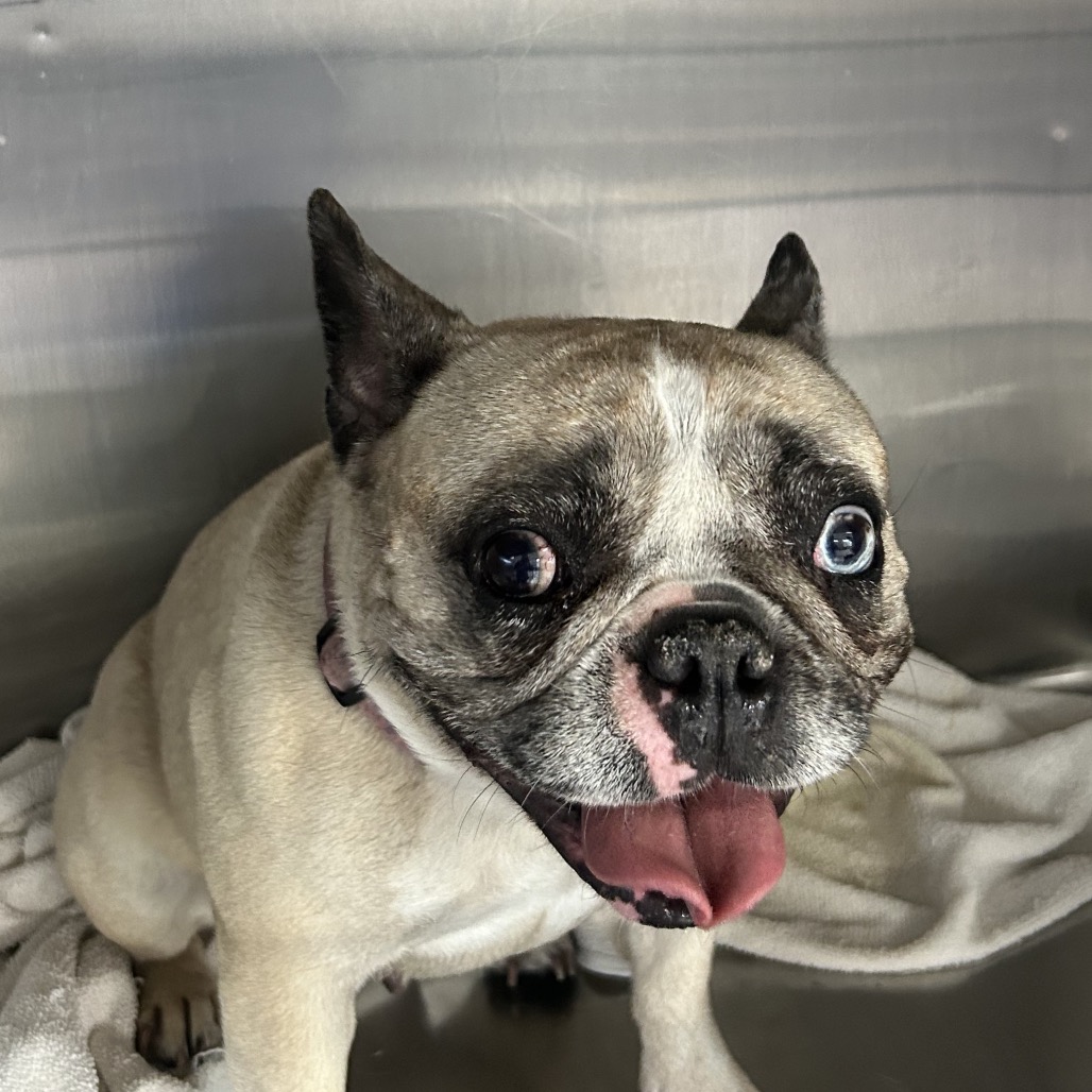 Lulu