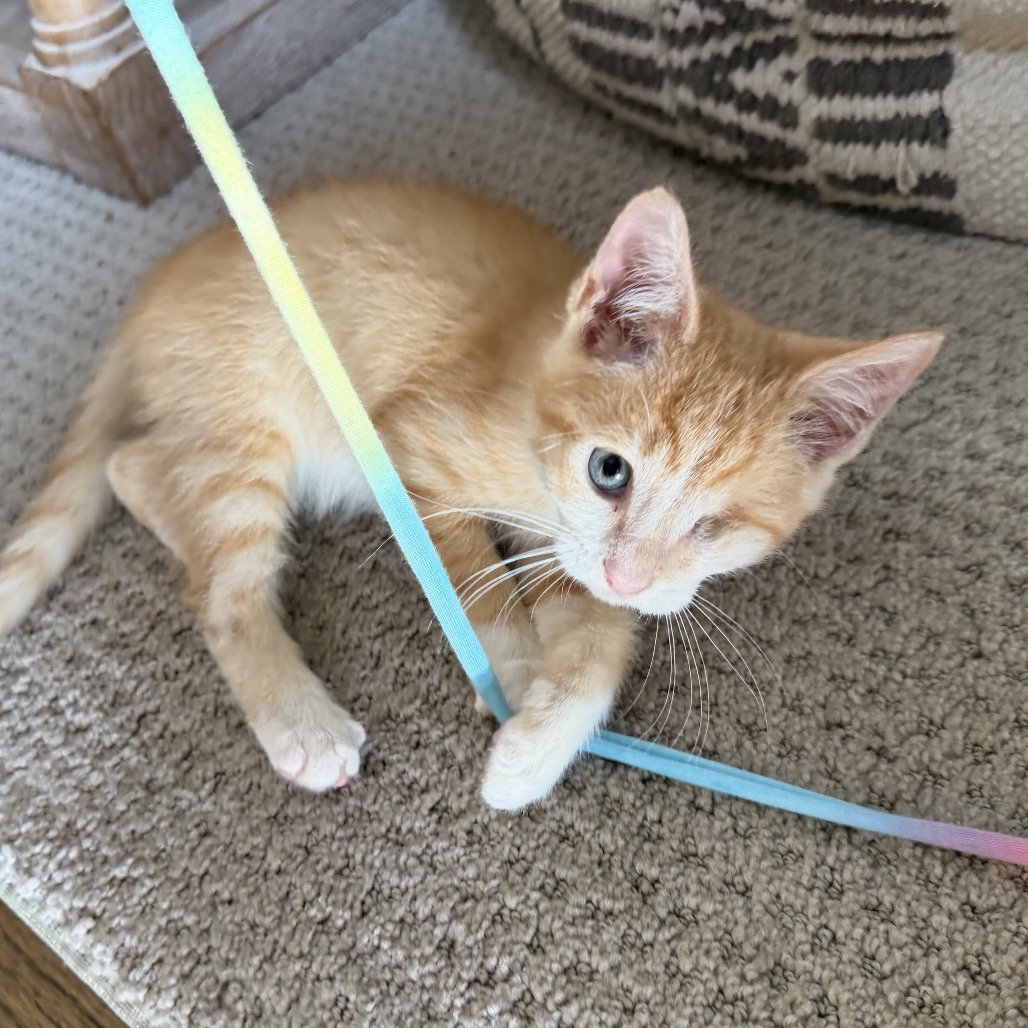 DAFFY - Domestic Shorthair available for adoption