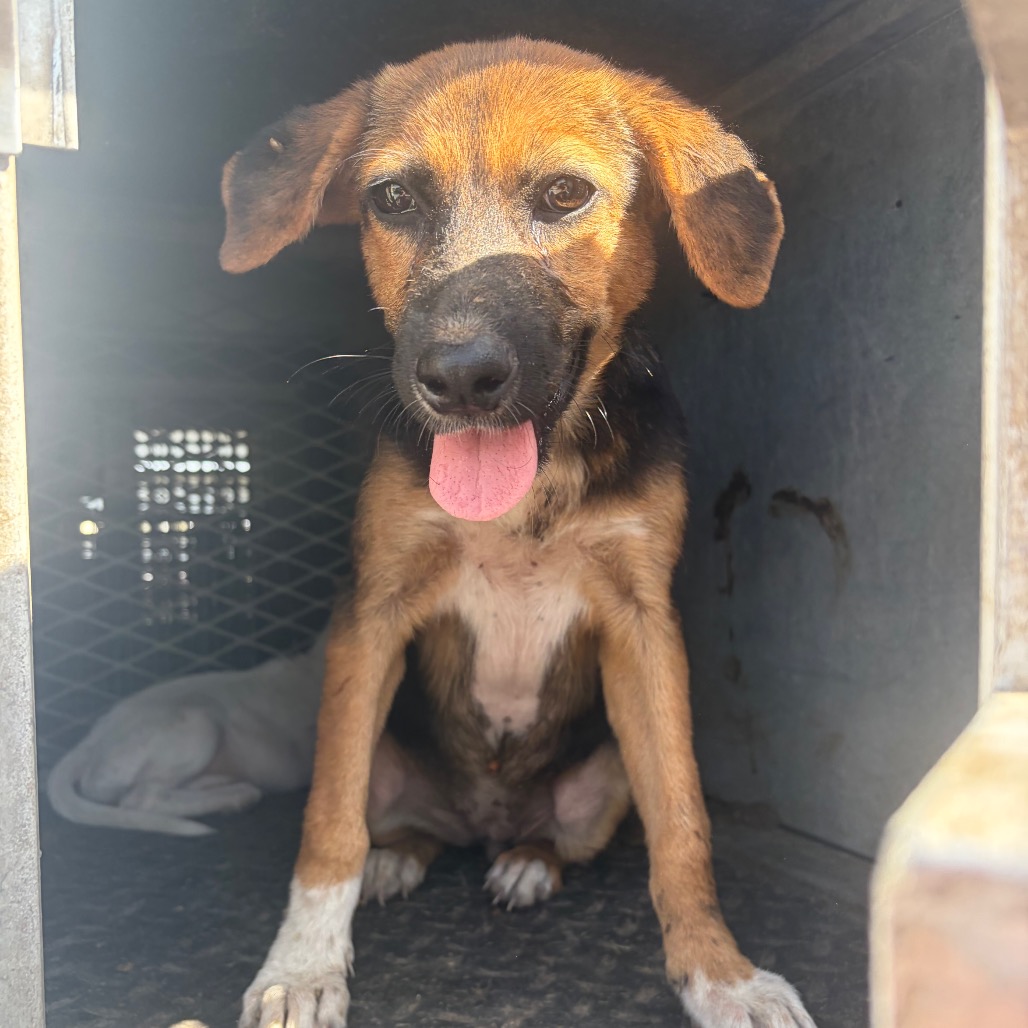 MINNIE - Shepherd available for adoption