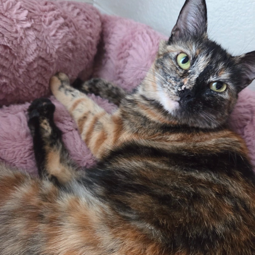 MIMI - Domestic Shorthair available for adoption