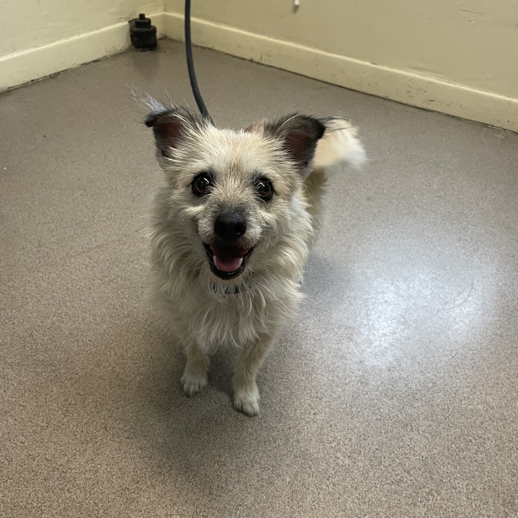 Terrier