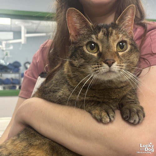 PHISH - Domestic Shorthair available for adoption