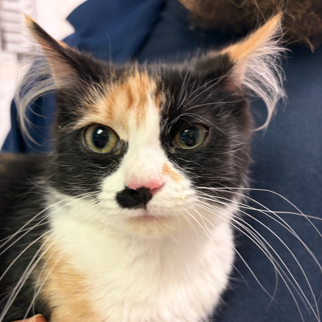 Pepsi Wild Cherry — thumbnail 2