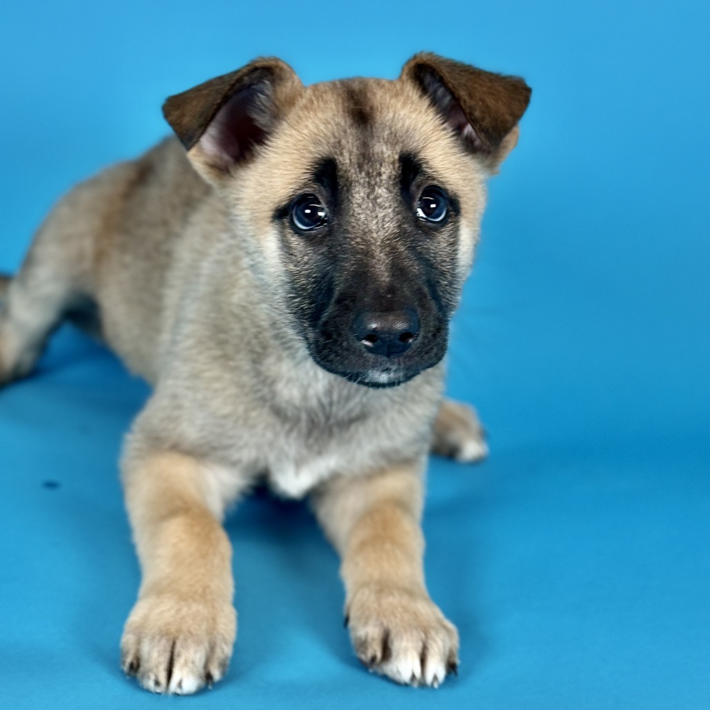 Neteyam — thumbnail 3