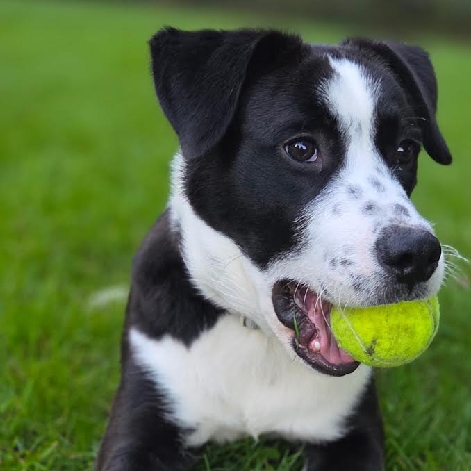 ARLO - Mixed Breed (Medium) available for adoption