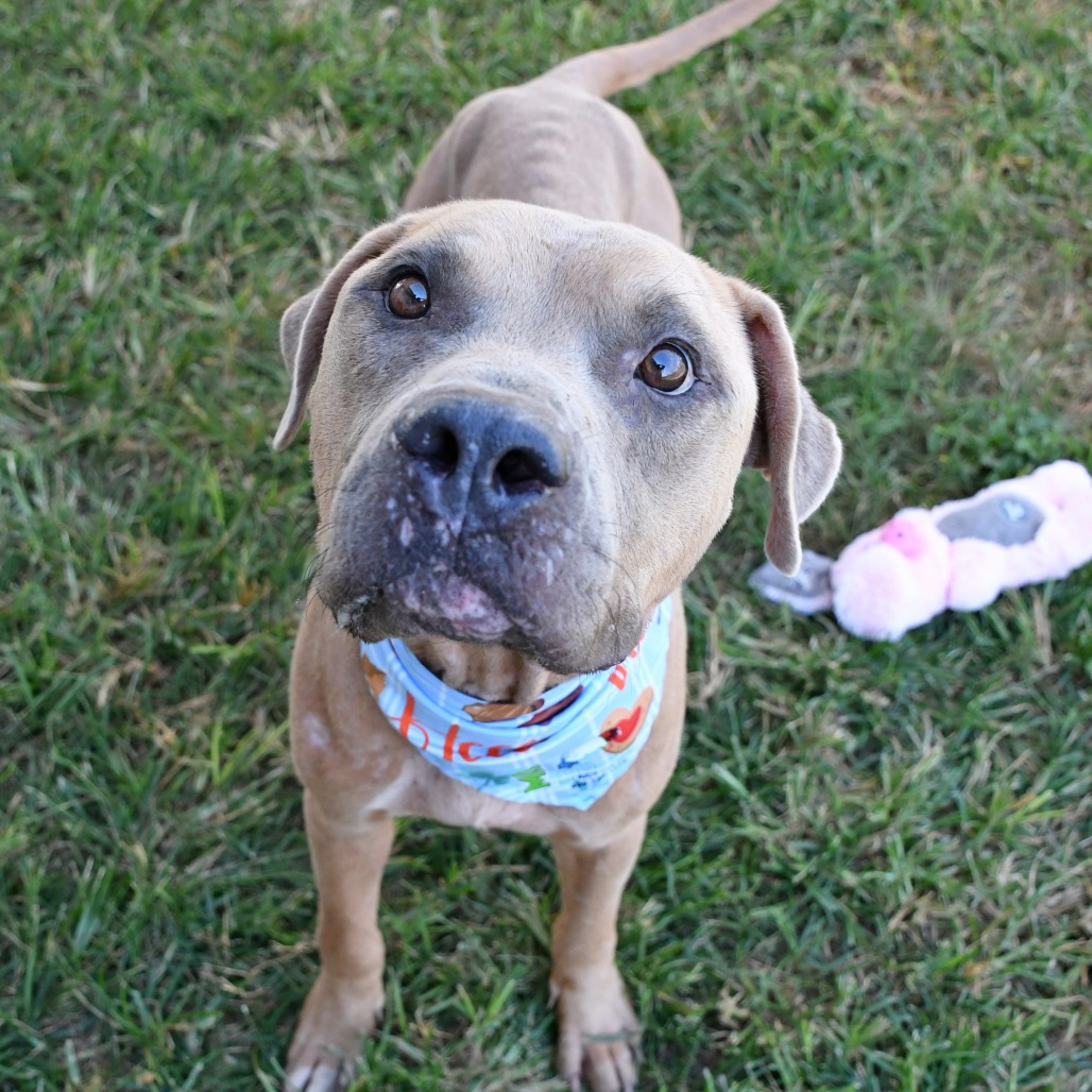BARNEY - Terrier / Pit Bull available for adoption