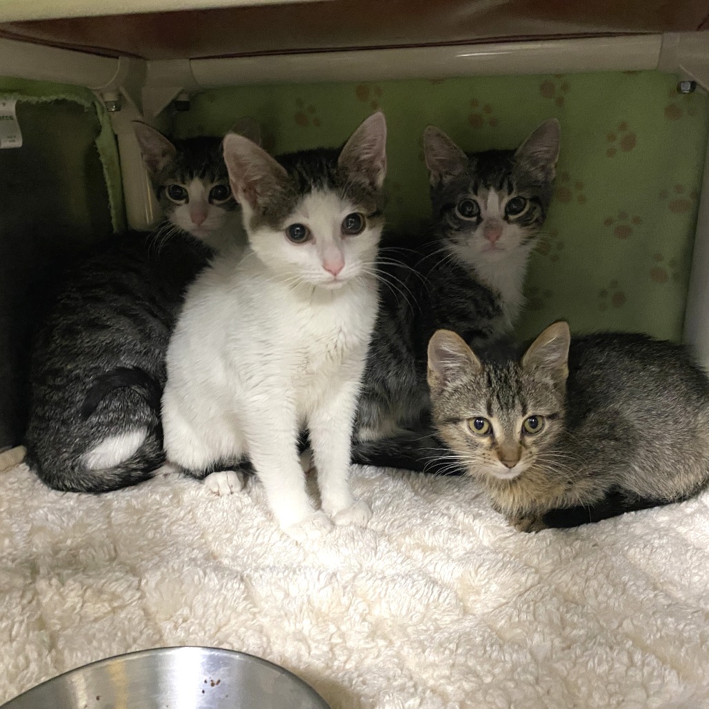 Twilight Sparkle — thumbnail 2