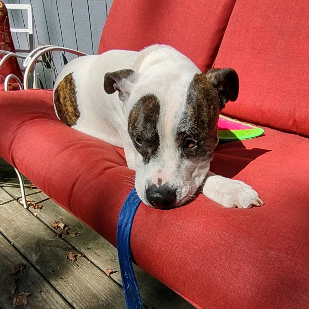 Petey, photo 25