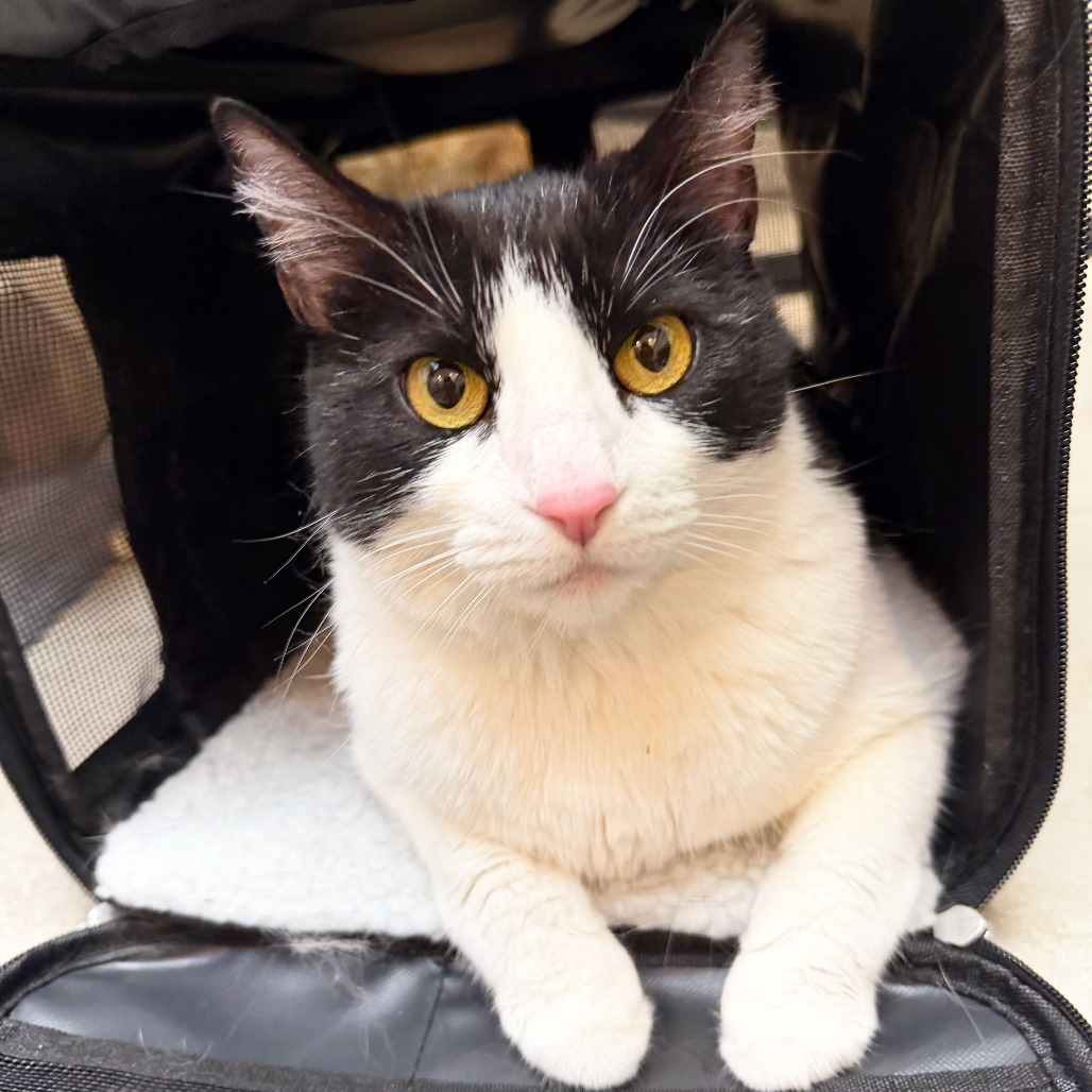 DREAM - Domestic Shorthair available for adoption
