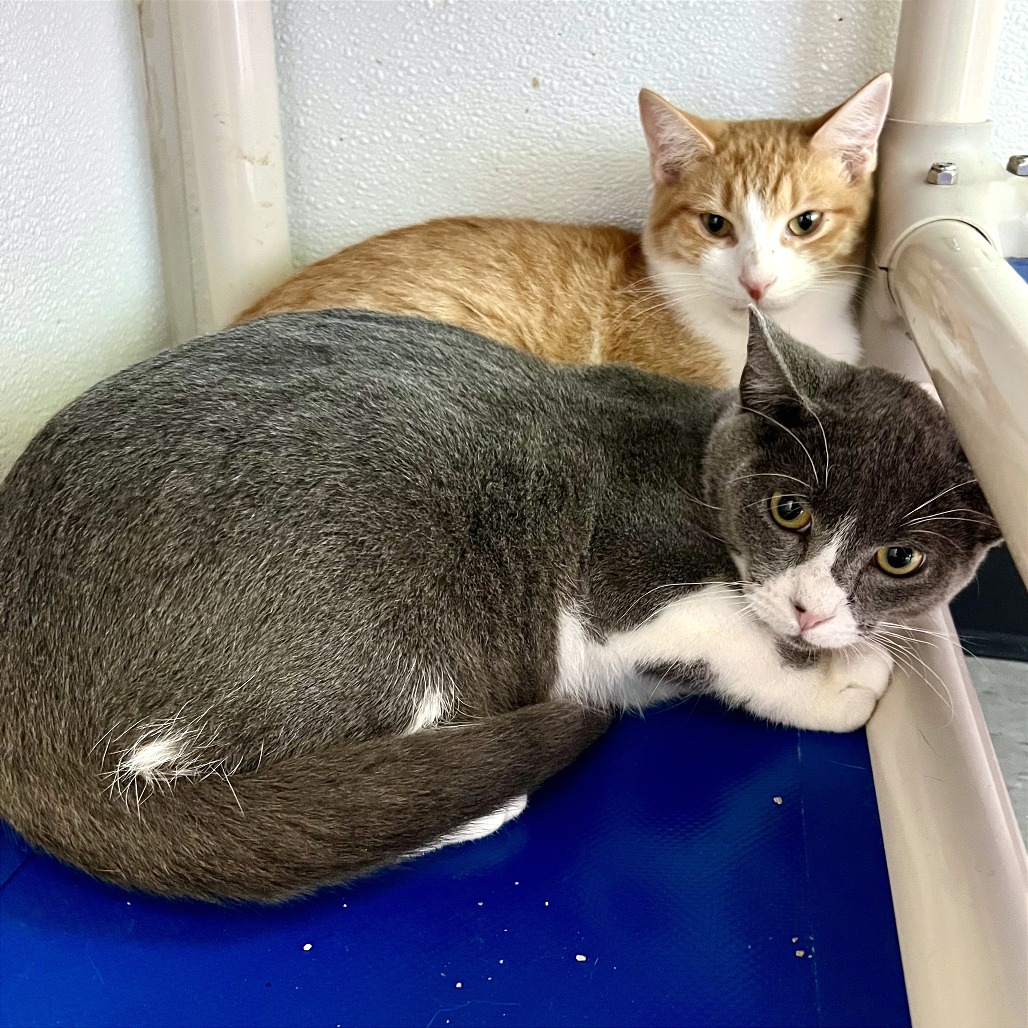 Mister Ralph — thumbnail 9