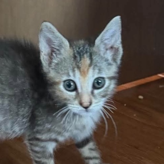 Daphne, available for adoption