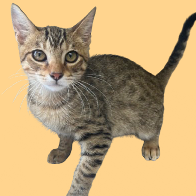 Tusc Stray 81930