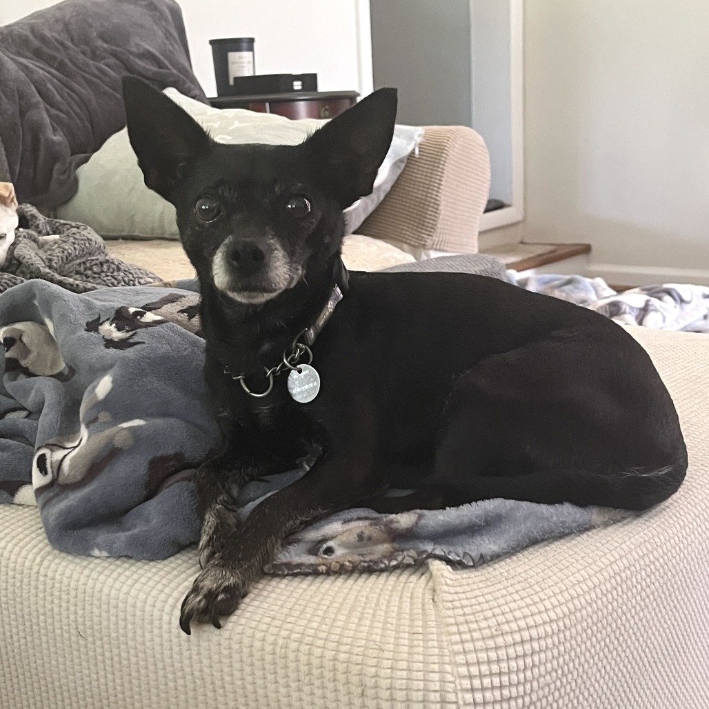 BEBE - Chihuahua available for adoption