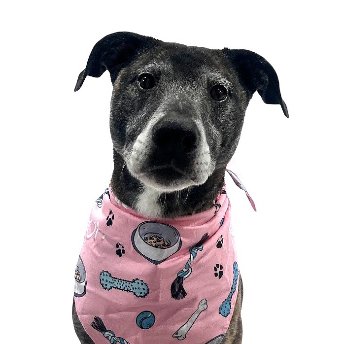 Kai *ADOPTION SPECIAL*