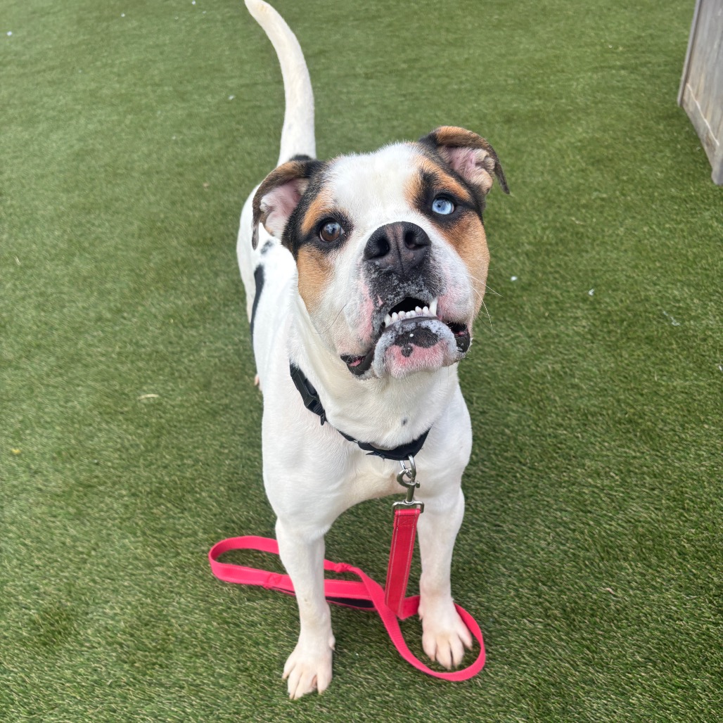 Julius "Orange" Caesar — thumbnail 2