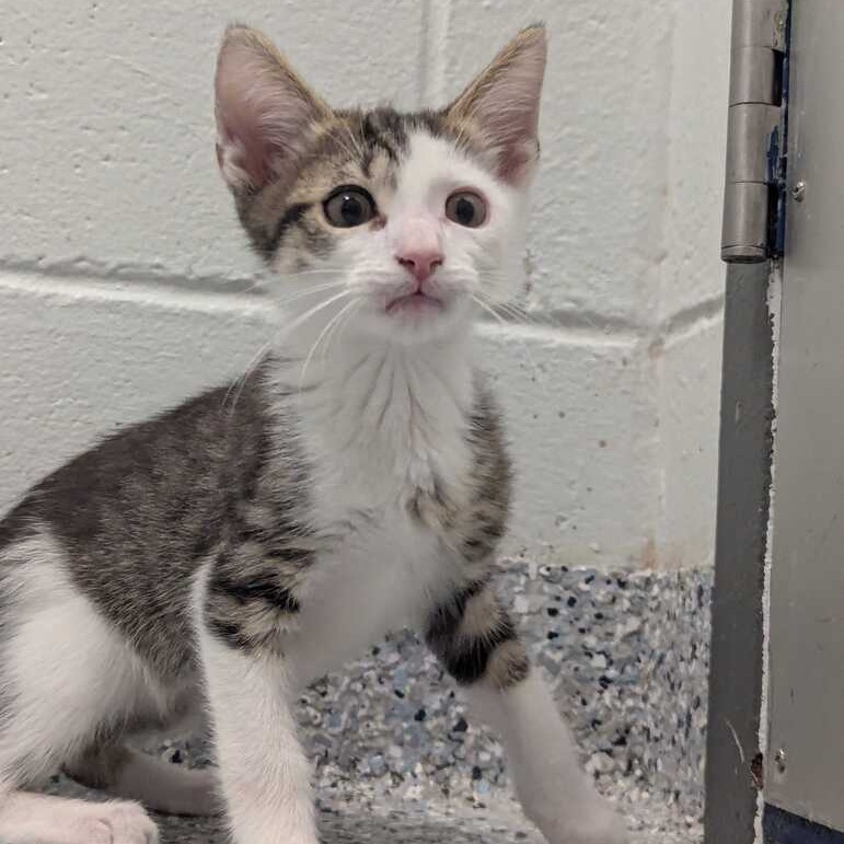 AVALANCHE - Domestic Shorthair available for adoption