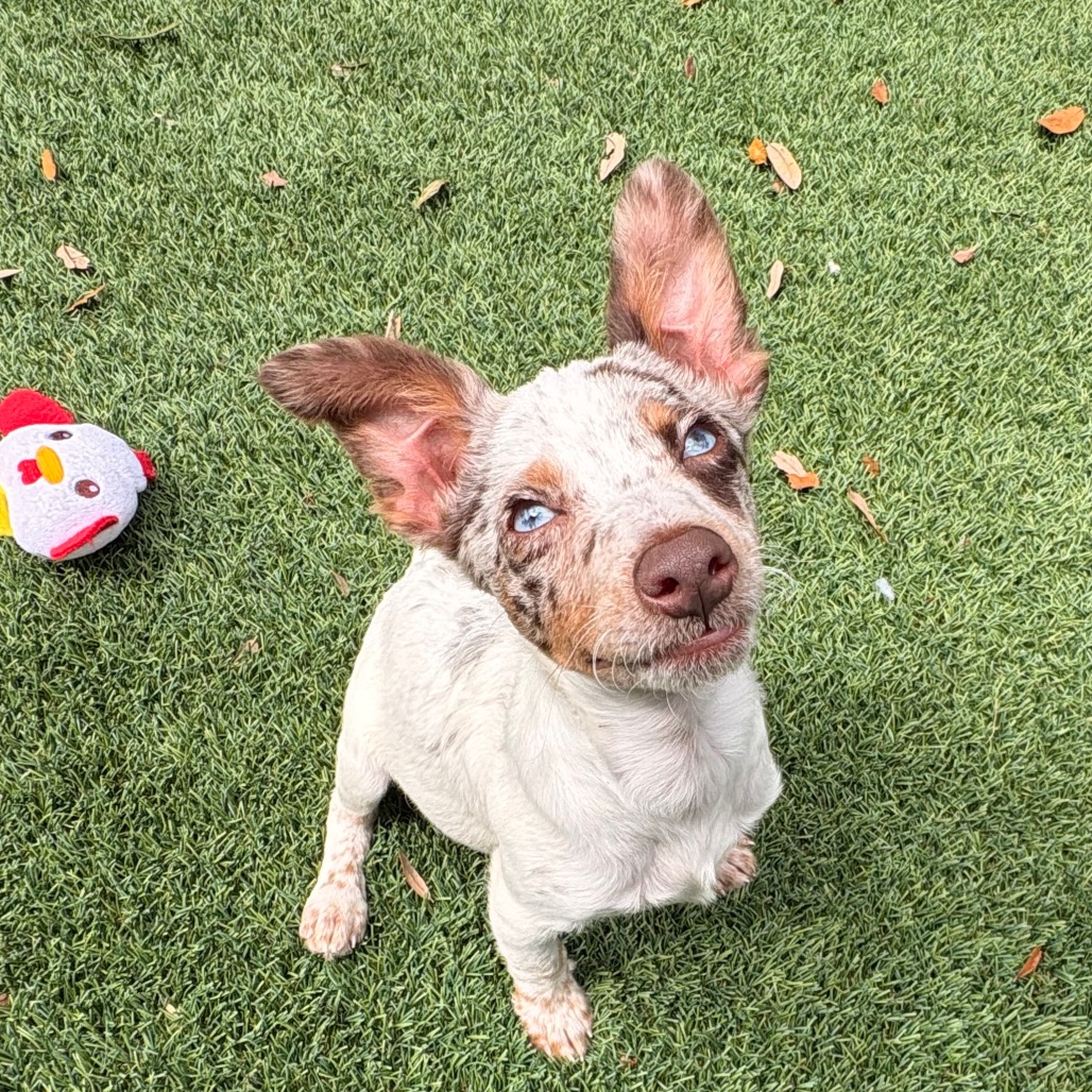 Charlie is available for adoption at Furry Friends Humane