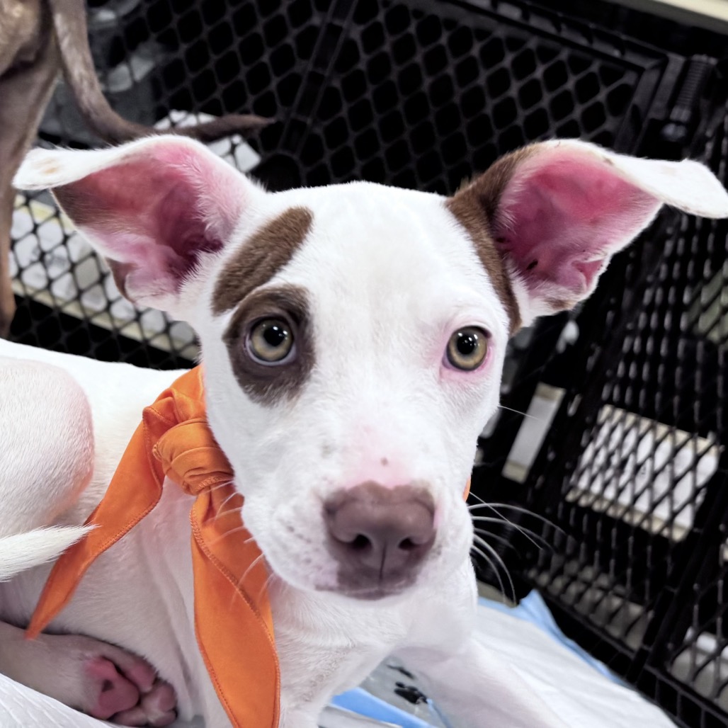 FABLE - Hound / Retriever, Labrador available for adoption