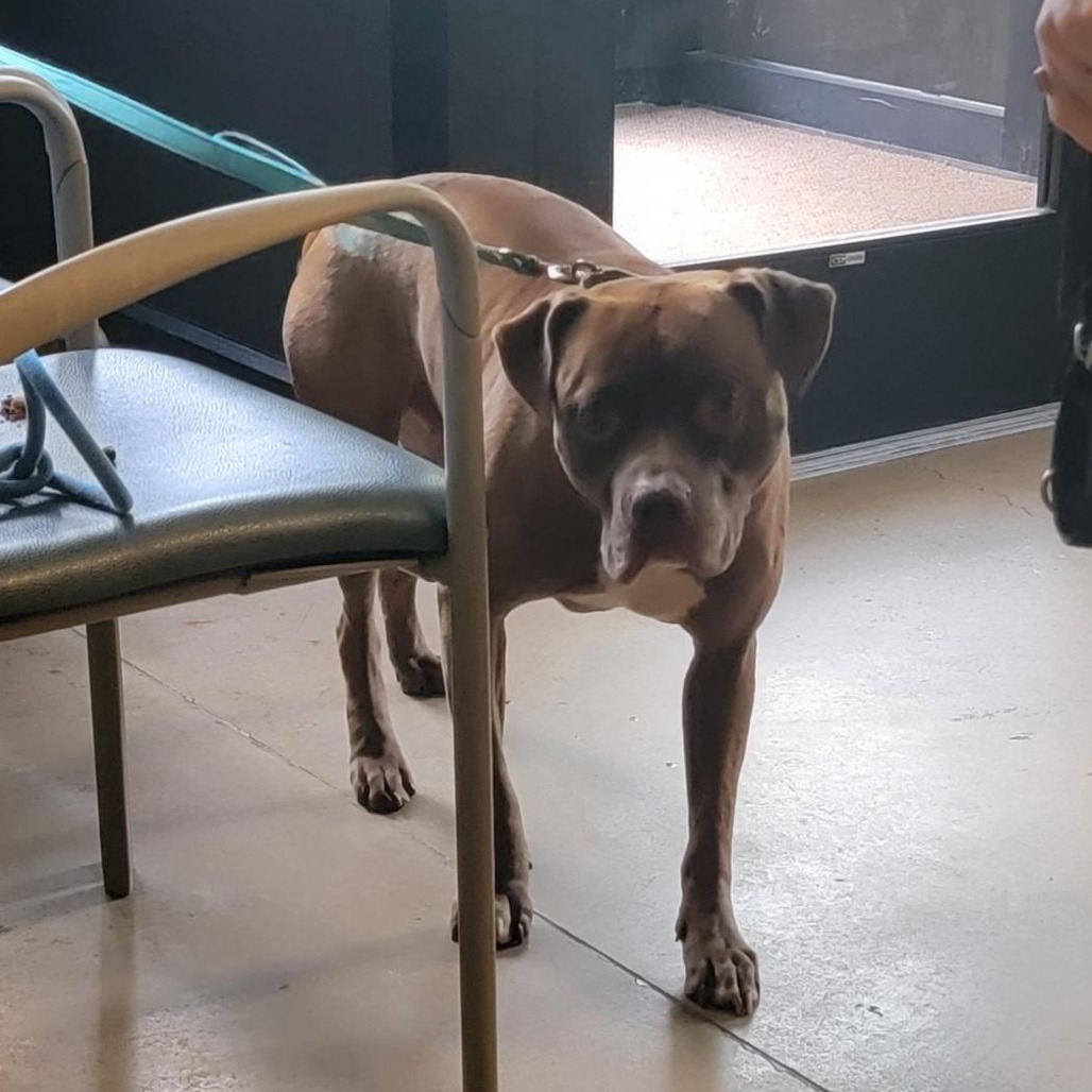 WIGGLES - Terrier / American Pit Bull available for adoption