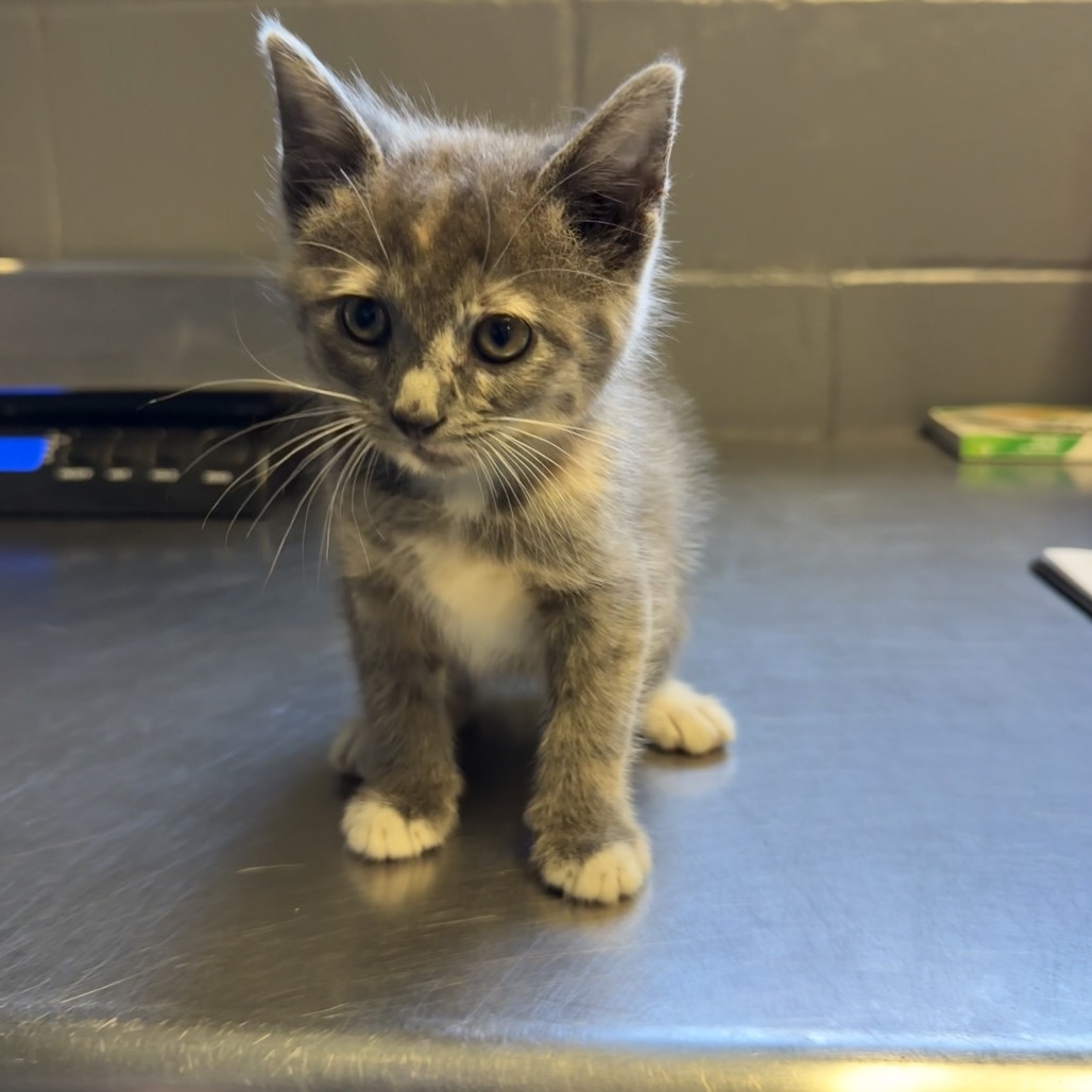 Tusc Stray 84657