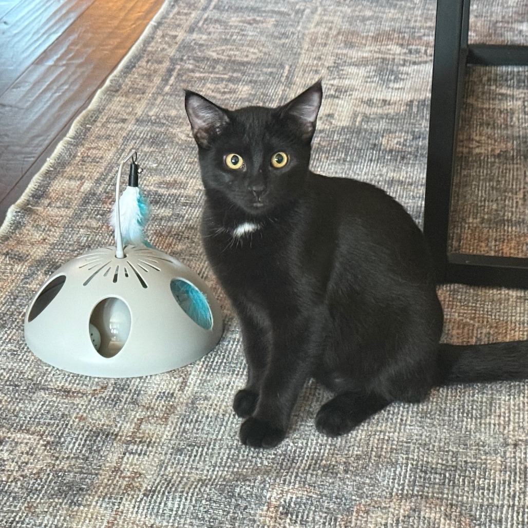 Hugo, photo 7