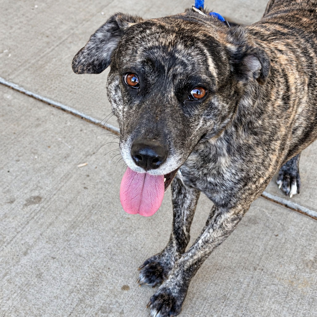 Daisy Duke (Formerly Phoebe), photo 11