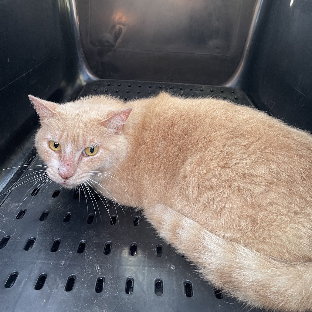 Peaches, an adoptable cat at SPCA-BC