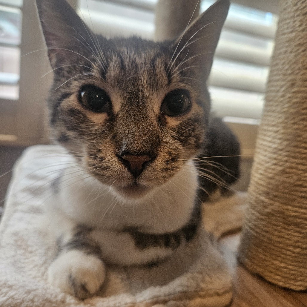 Stripe, photo 9