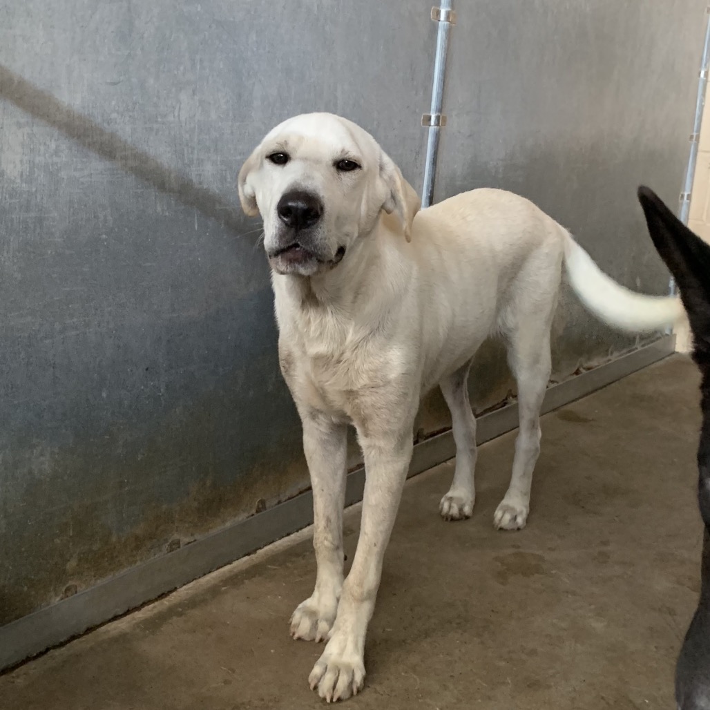 Hoop, available for adoption at PVAS