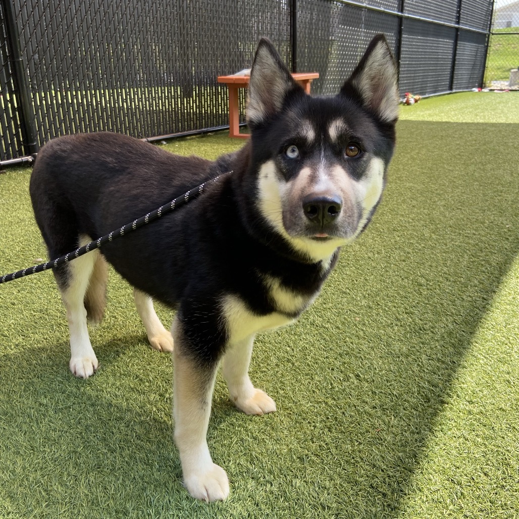 NALA - Husky / Mixed Breed (Medium) available for adoption