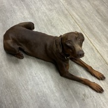Doberman Pinscher